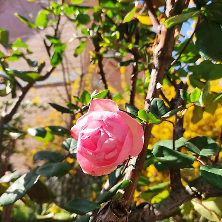 Grigio Perla Panigale, Con Giardino E Parcheggio Privato Fino A Tre Posti Auto - Un Oasi Di Tranquillita - Vicina All'aeroporto, Unipol Arena E Fiera Apartment *