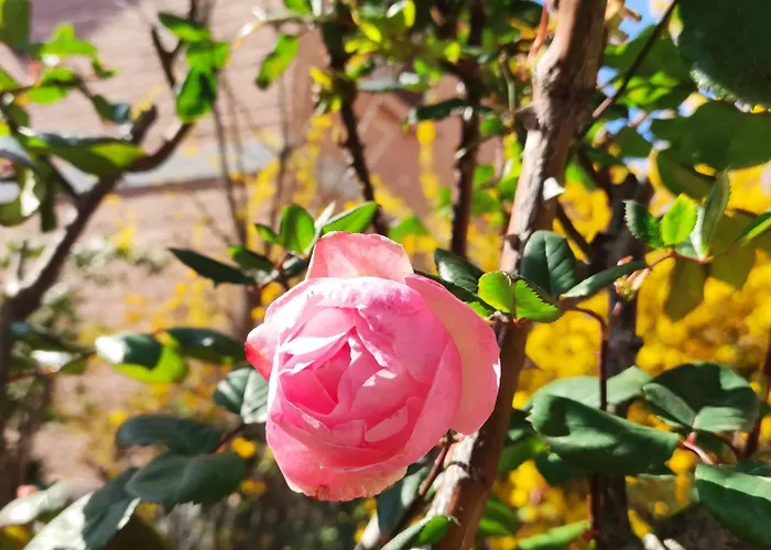 Grigio Perla Panigale, Con Giardino E Parcheggio Privato Fino A Tre Posti Auto - Un Oasi Di Tranquillità - Vicina All'aeroporto Marconi, Unipol Arena E Fiera Appartement *